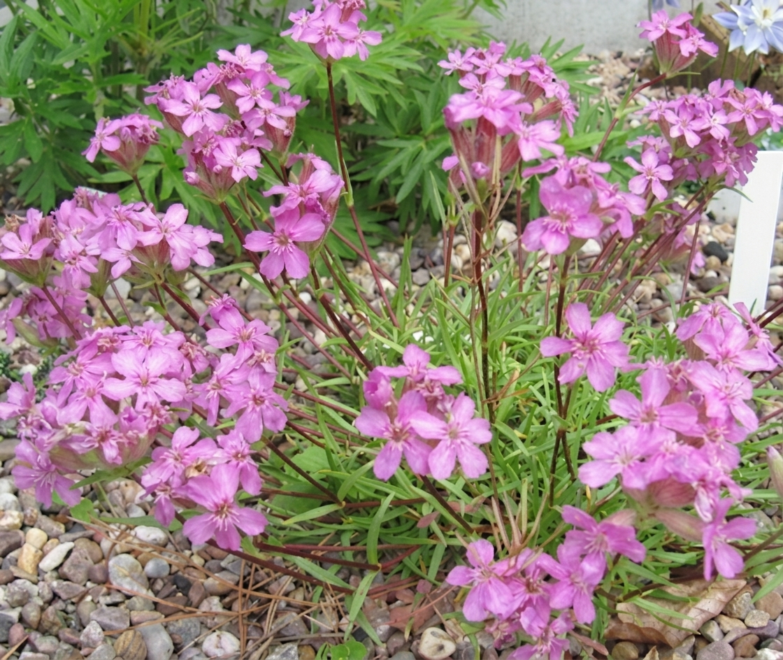 Saponaria x oliviana